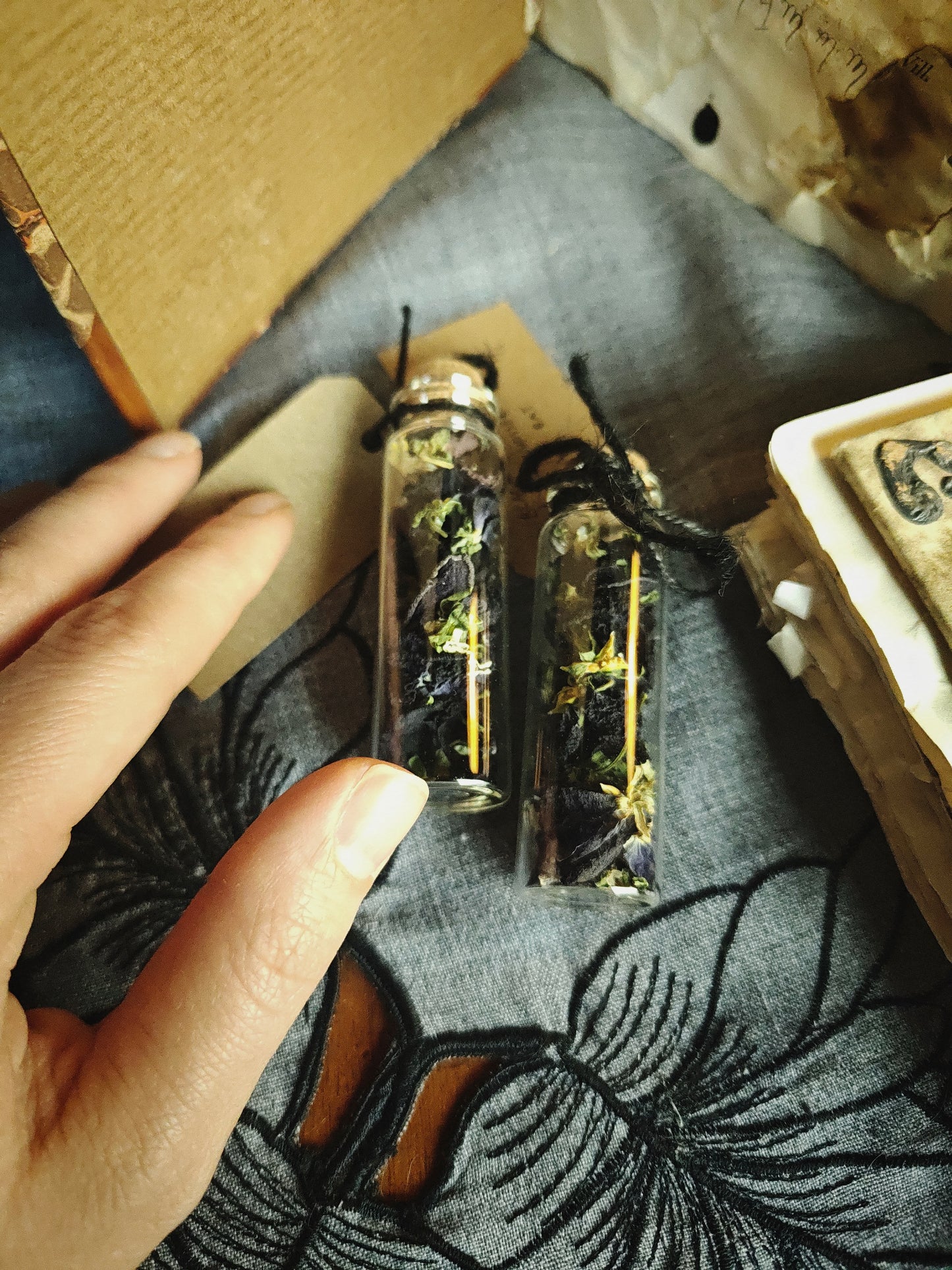 Kuivattu musta orvokki